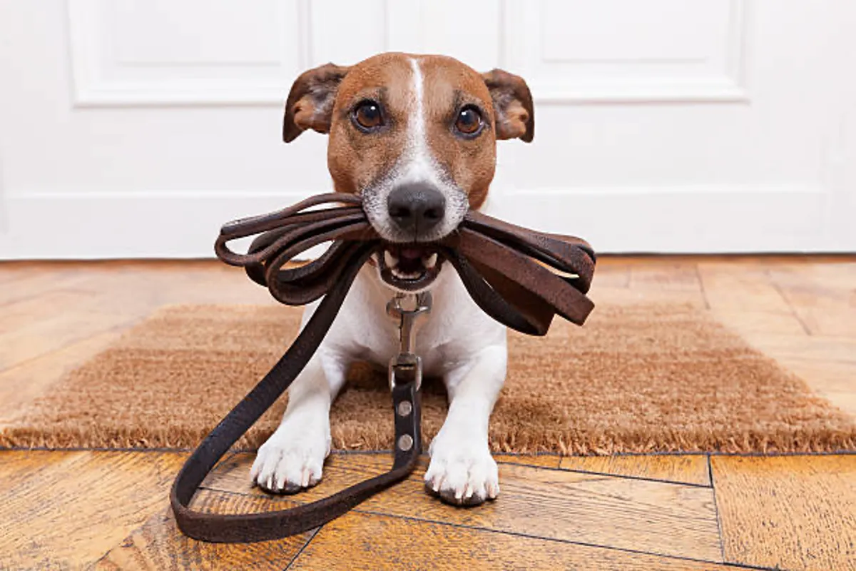 A joyful dog stands on a doormat with a leash nearby, suggesting the home’s pet-friendly atmosphere. The entryway provides a sense of ease for pet owners and conveys a welcoming, practical environment.